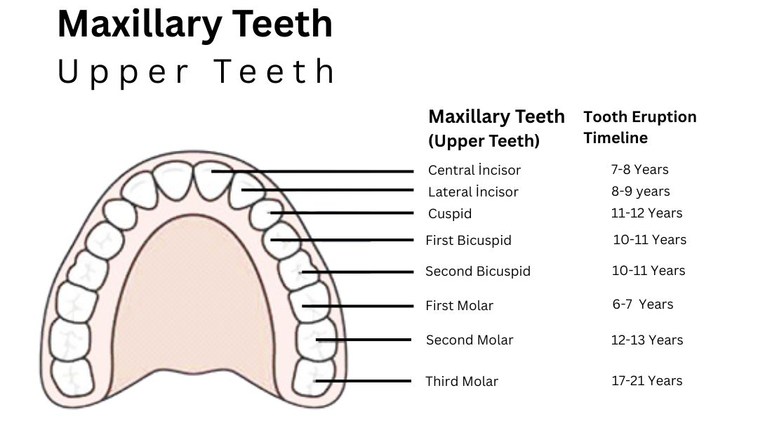 Maxillary Teeth (upper teeth)